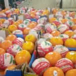 WhatsApp Image 2024-08-19 at 10.17.05 PM (3)