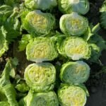 WhatsApp Image 2024-08-19 at 10.17.10 PM (2)